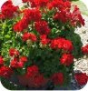 Pelargonia Calliope Dark Red 6 sztuk